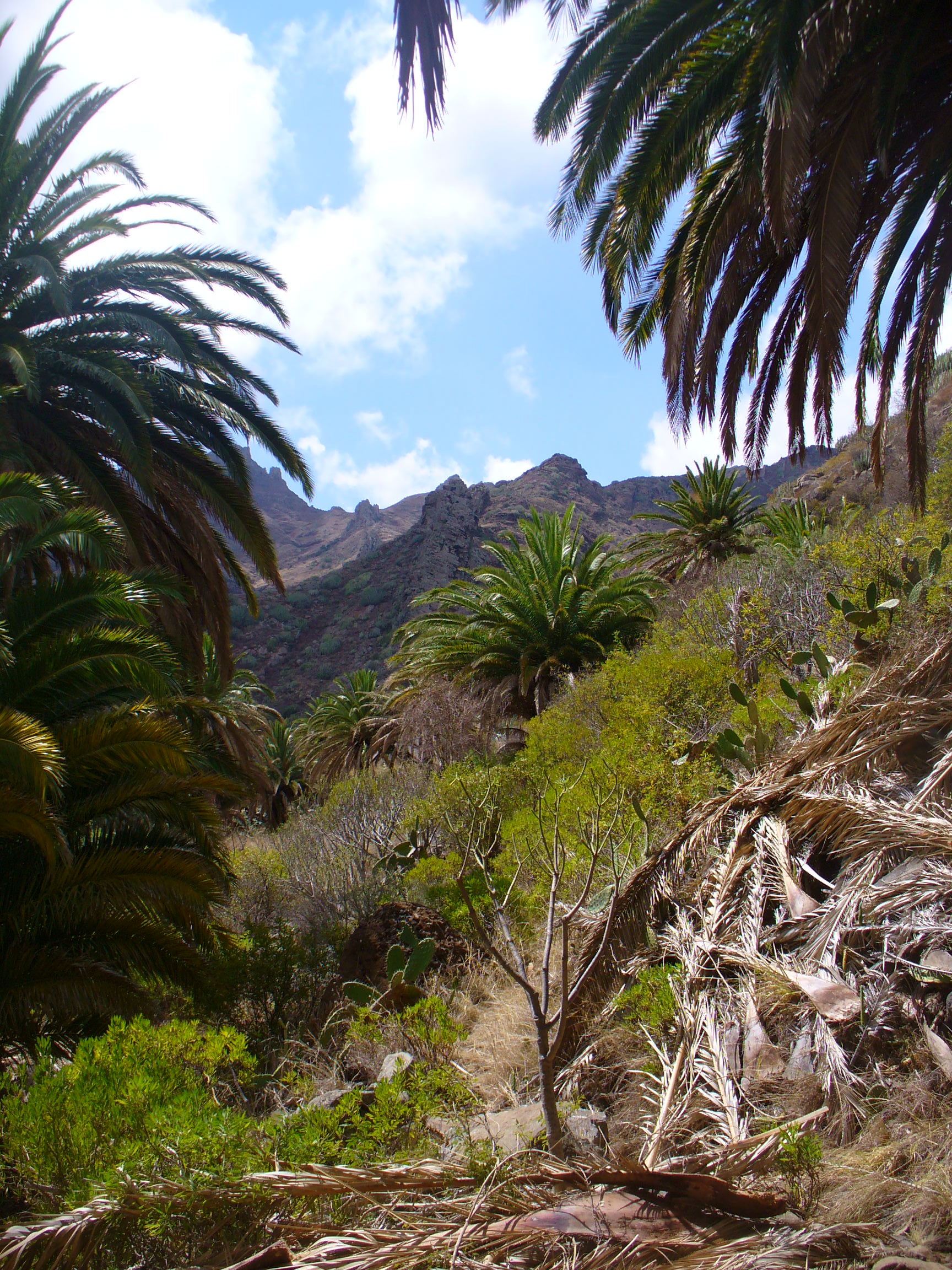 Bajada del Bailadero, Anaga-Tenerife.